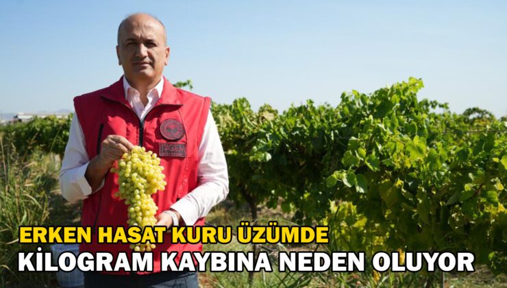 Erken Hasat Kuru Üzümde Kilogram Kaybına Neden Oluyor