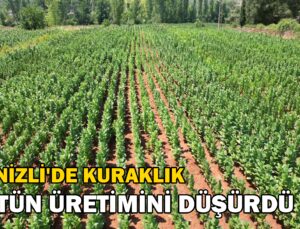 Kuraklık Nedeniyle Tütün Üretimi 3’Te 2 Oranında Düştü