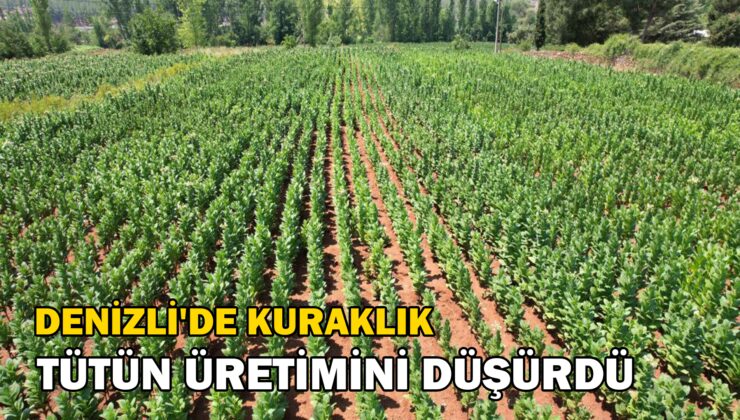 Kuraklık Nedeniyle Tütün Üretimi 3’Te 2 Oranında Düştü