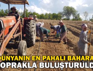 “Dünyanın En Pahalı Baharatı” Toprakla Buluşturuldu