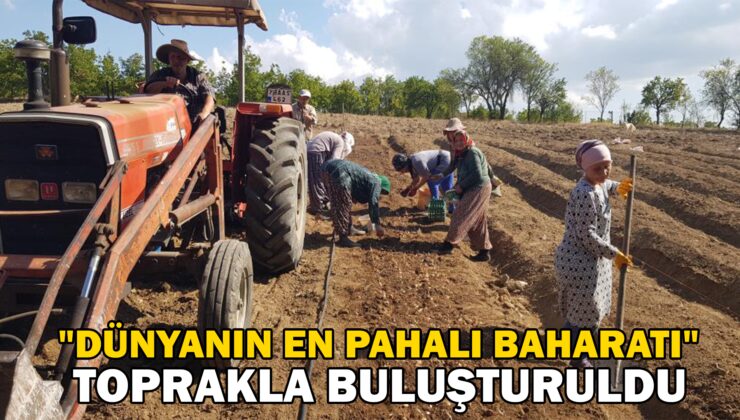 “Dünyanın En Pahalı Baharatı” Toprakla Buluşturuldu