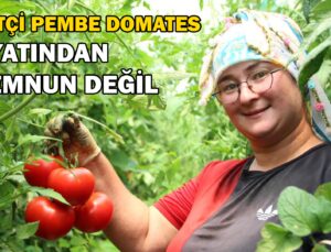 Bilecik’Te Çiftçi Pembe Domates Fiyatından Memnun Değil