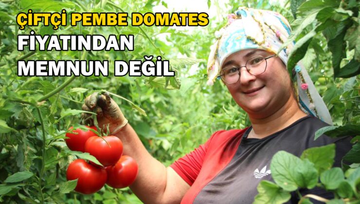 Bilecik’Te Çiftçi Pembe Domates Fiyatından Memnun Değil