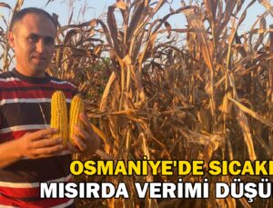 Osmaniye’De Sıcaklık Mısırda Verimi Düşürdü