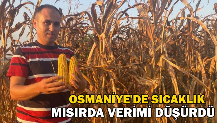 Osmaniye’De Sıcaklık Mısırda Verimi Düşürdü