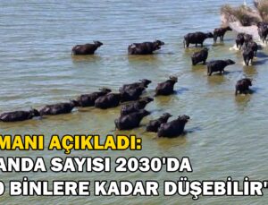 Uzmanı Açıkladı: Türkiye’Deki Manda Sayısı 2030’Da 130 Binlere Kadar Düşebilir