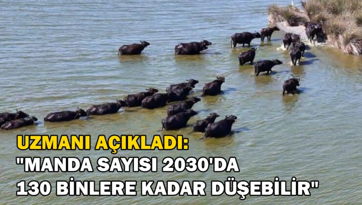 Uzmanı Açıkladı: Türkiye’Deki Manda Sayısı 2030’Da 130 Binlere Kadar Düşebilir