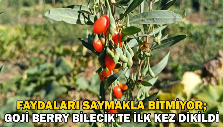 Faydaları Saymakla Bitmeyen Meyve Bilecik’Te Ilk Kez Dikildi