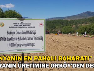 Dünyanın En Pahalı Baharatı Safranın Üretimine Orköy’Den Destek