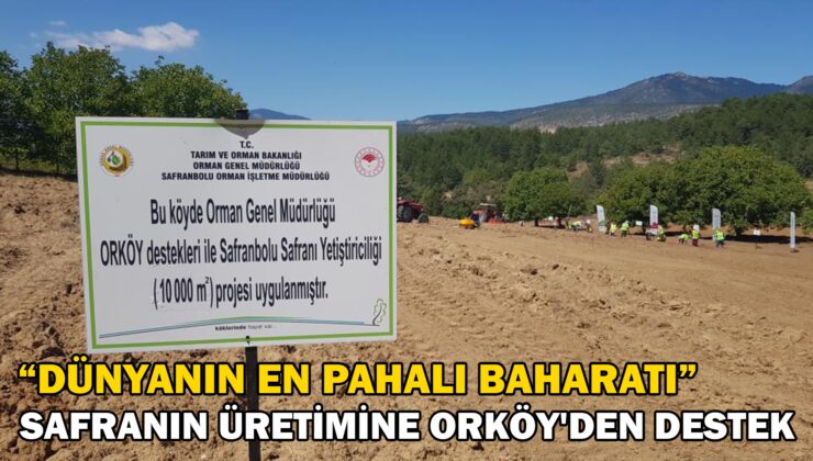 Dünyanın En Pahalı Baharatı Safranın Üretimine Orköy’Den Destek