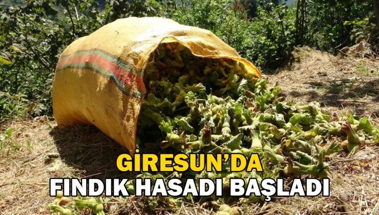 Giresun’da Fındık Hasadı Başladı