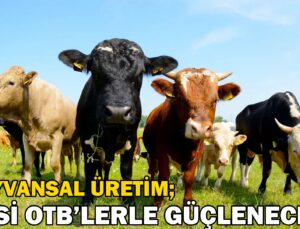 Hayvansal Üretim, Besi Otb’lerle Güçlenecek