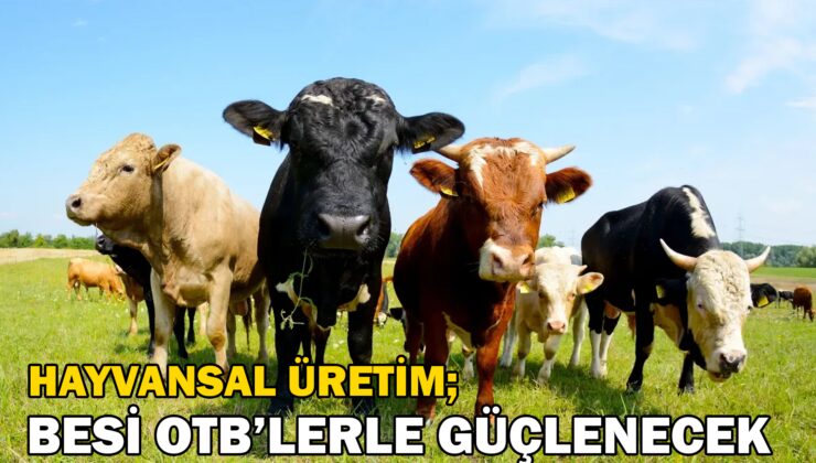 Hayvansal Üretim, Besi Otb’lerle Güçlenecek