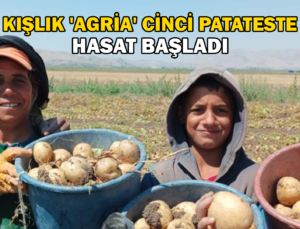 Kışlık ‘Agria’ Cinci Patateste Hasat Başladı