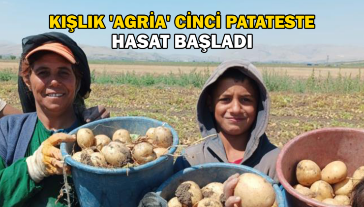 Kışlık ‘Agria’ Cinci Patateste Hasat Başladı