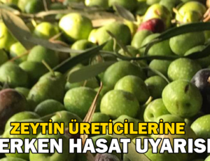 Zeytin Üreticilerine Erken Hasat Uyarısı