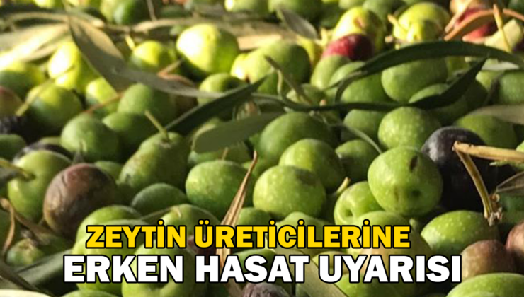 Zeytin Üreticilerine Erken Hasat Uyarısı