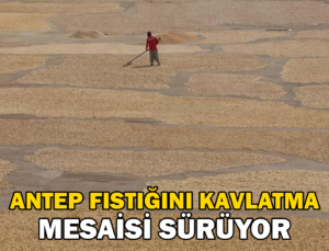 Antep Fıstığını Kavlatma Mesaisi Sürüyor