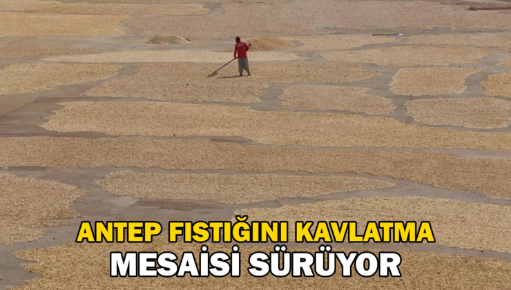 Antep Fıstığını Kavlatma Mesaisi Sürüyor