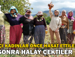 İşçi Kadınlar Önce Hasat Ettiler Sonra Halay Çektiler