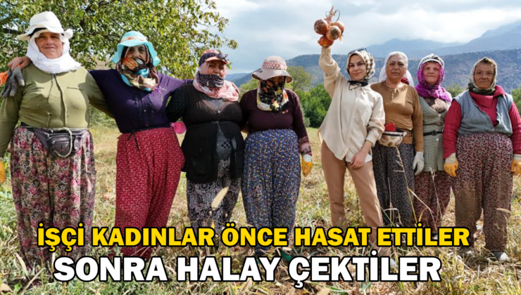 İşçi Kadınlar Önce Hasat Ettiler Sonra Halay Çektiler