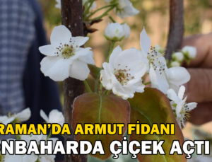 Sonbaharda Çiçek Açan Armut Fidanı Şaşırttı