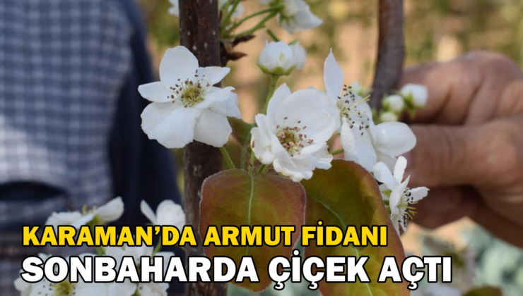 Sonbaharda Çiçek Açan Armut Fidanı Şaşırttı