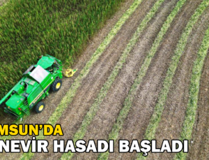 Samsun’da Kenevir Hasadı Başladı