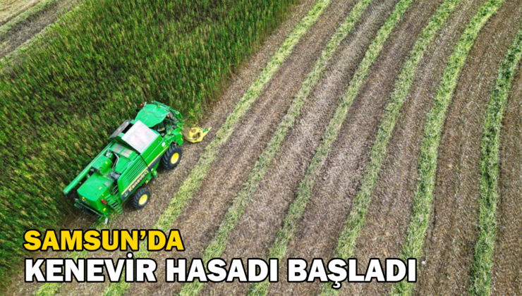 Samsun’da Kenevir Hasadı Başladı