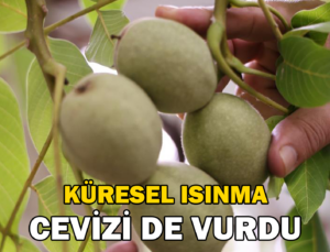 Küresel Isınma Cevizi De Vurdu