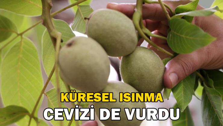 Küresel Isınma Cevizi De Vurdu