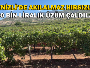 Aynı Bağa 1 Haftada 2 Kez Giren Hırsızlar 100 Bin Liralık Üzüm Çaldı