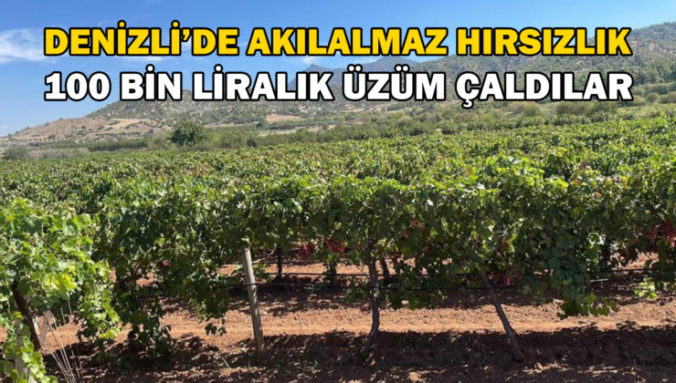 Aynı Bağa 1 Haftada 2 Kez Giren Hırsızlar 100 Bin Liralık Üzüm Çaldı