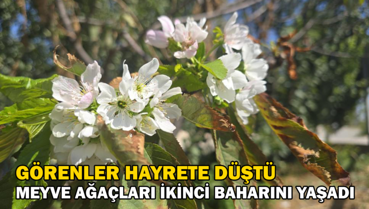 Tokat’ta Meyve Ağaçları Adeta Ikinci Baharını Yaşadı