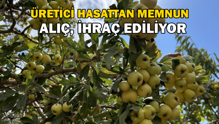 Depremzede Üreticinin Hasadından Memnun Olduğu Alıç Ihraç Ediliyor