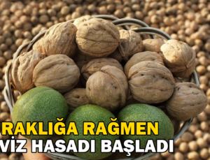 Kuraklığa Rağmen Bahçelerde Ceviz Hasadı Başladı