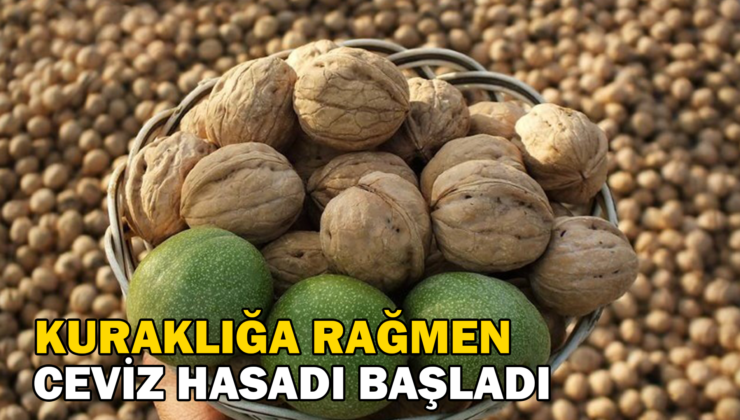 Kuraklığa Rağmen Bahçelerde Ceviz Hasadı Başladı