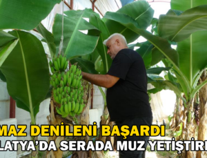 Olmaz Denileni Başardı, Malatya’Da Muz Yetiştirdi