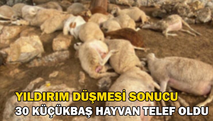 Yıldırım Düşmesi Sonucu 30 Küçükbaş Hayvan Telef Oldu