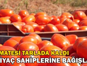 Domatesi Tarlada Kalan Çiftçi, Ihtiyaç Sahiplerine Bağışladı