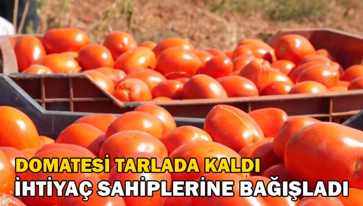 Domatesi Tarlada Kalan Çiftçi, Ihtiyaç Sahiplerine Bağışladı