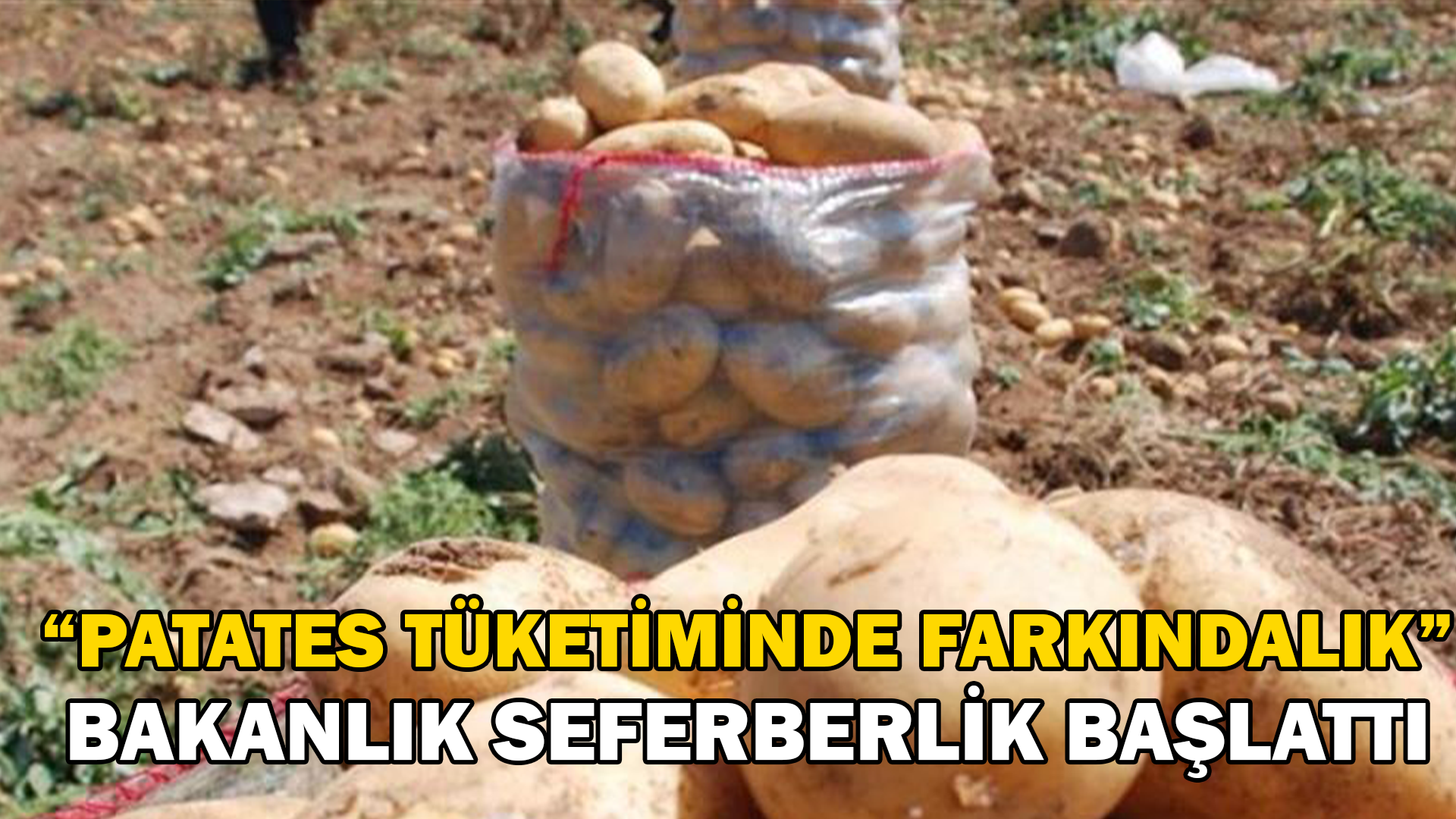 Bakanlık patateste seferberlik başlattı