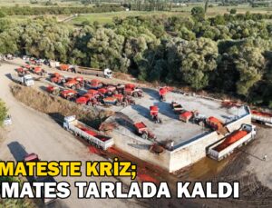 Verimli Topraklarda Domates Krizi: Domates Tarlada Kaldı