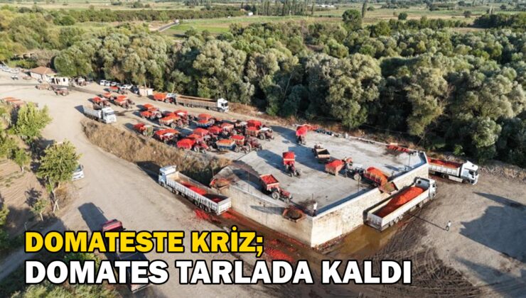 Verimli Topraklarda Domates Krizi: Domates Tarlada Kaldı