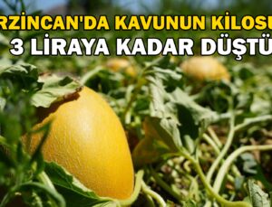 Erzincan’Da Bu Yıl Kavunun Kilosu 3 Liraya Kadar Düştü