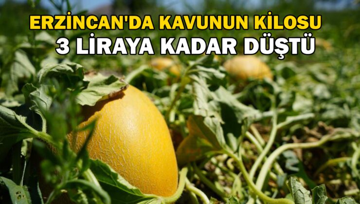 Erzincan’Da Bu Yıl Kavunun Kilosu 3 Liraya Kadar Düştü