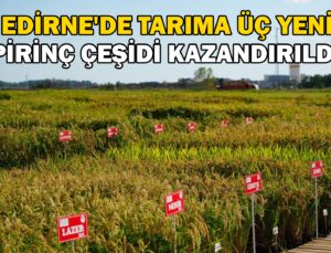 Tarıma Üç Yeni Pirinç Çeşidi Kazandırıldı