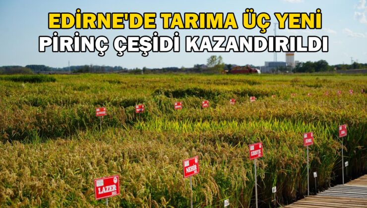 Tarıma Üç Yeni Pirinç Çeşidi Kazandırıldı