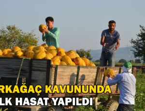 Kırkağaç Kavununda Ilk Hasat Yapıldı