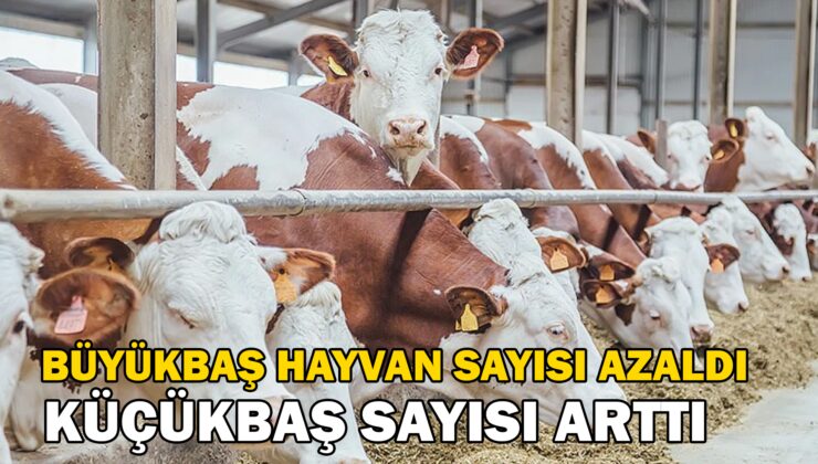 Büyükbaş Hayvan Sayısı Haziran Ayında 16 Milyon 555 Bin Baş Oldu